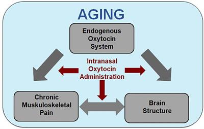 Musculoskeletal Pain and Brain Morphology: Oxytocin’s Potential as a Treatment for Chronic Pain in Aging